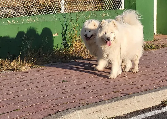 El Balcon De La Plaza. *